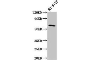 Western Blot Positive WB detected in: SH-SY5Y whole cell lysate All lanes: DEAF1 antibody at 3.