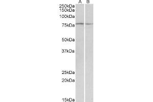 ABIN571179 (0. (Dystroglycan antibody  (Internal Region))