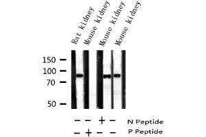 Western Blotting (WB) image for anti-Microtubule-Associated Protein tau (MAPT) (pSer235) antibody (ABIN6256205)