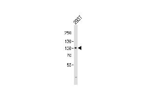 Western blot analysis of lysate from 293T cell line, using GIT2 Antibody (C-term) (ABIN6243209 and ABIN6577418). (GIT2 antibody  (C-Term))