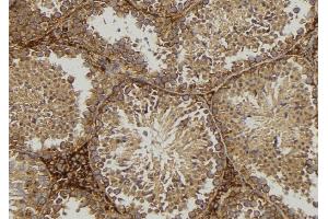 ABIN6276860 at 1/100 staining Mouse testis tissue by IHC-P.