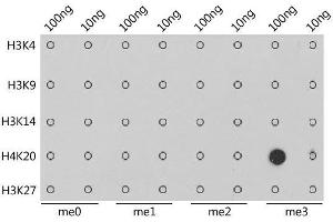 Dot-blot analysis of all sorts of methylation peptides using TriMethyl-Histone H4-K20 antibody. (Histone H4 antibody  (3meLys20))