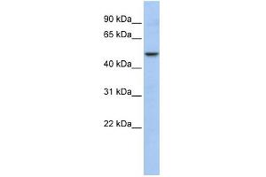 WB Suggested Anti-WDSUB1 Antibody Titration:  0.