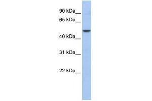 WB Suggested Anti-WDSUB1 Antibody Titration:  0. (WDSUB1 antibody  (Middle Region))