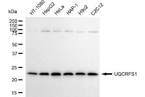 Western blotting analysis using UQCRFS1 antibody (ABIN7800704).