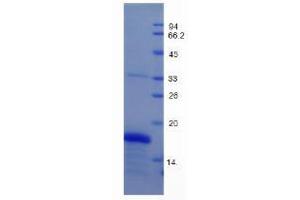 SDS-PAGE analysis of Mouse GDF1 Protein.