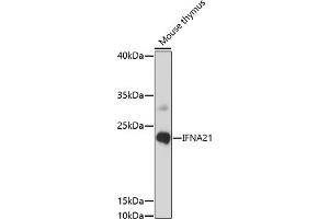 Western blot analysis of extracts of mouse thymus, using IFN antibody (ABIN7267966) at 1:1000 dilution.