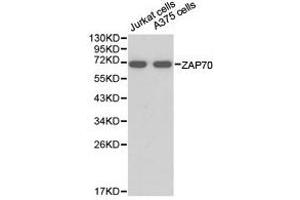 Western Blotting (WB) image for anti-zeta-Chain (TCR) Associated Protein Kinase 70kDa (ZAP70) antibody (ABIN1875382)
