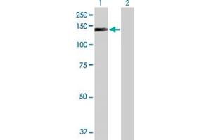 EP400 antibody  (AA 1-985)