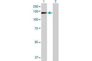 Western Blot analysis of EP400 expression in transfected 293T cell line by EP400 MaxPab polyclonal antibody. (EP400 antibody  (AA 1-985))