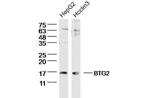 Lane 1: HepG2 lysates Lane 2: Hcclm3 lysates probed with BTG2 Polyclonal Antibody, Unconjugated  at 1:300 dilution and 4˚C overnight incubation. (BTG2 antibody  (AA 31-110))