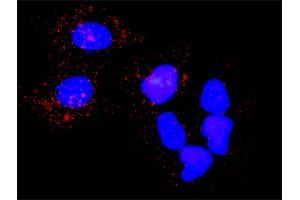 Proximity Ligation Analysis of protein-protein interactions between PLK1 and PKMYT1. (PLK1 antibody  (AA 1-603))