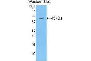 Western blot analysis of the recombinant protein. (LCN5 antibody  (AA 22-177))