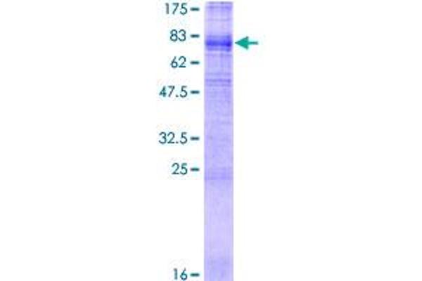 SLC43A1 Protein (AA 1-559) (GST tag)