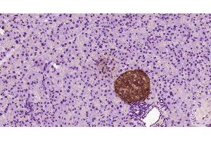 Paraformaldehyde-fixed, paraffin embedded Mouse pancreas, Antigen retrieval by boiling in sodium citrate buffer (pH6. (FICD antibody  (AA 161-250))