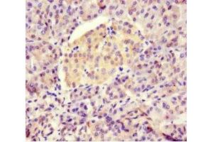 Immunohistochemistry of paraffin-embedded human pancreatic tissue using ABIN7145898 at dilution of 1:100 (BTNL2 antibody  (AA 26-202))