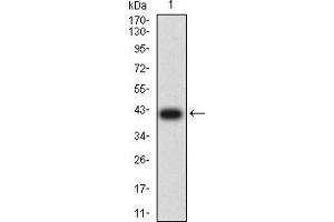 Western blot analysis using LILRA3 mAb against human LILRA3 (AA: 24-168) recombinant protein.