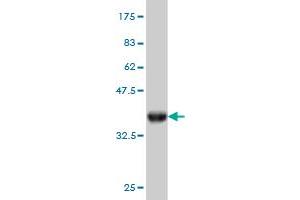 Western Blot detection against Immunogen (36. (RBBP9 antibody  (AA 87-185))