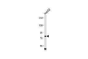 Anti-MLXIPL Antibody (C-term) at 1:2000 dilution + HepG2 whole cell lysate Lysates/proteins at 20 μg per lane. (MLXIPL antibody  (C-Term))