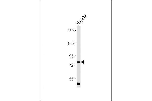 MLXIPL antibody  (C-Term)