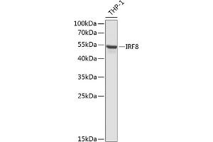 Western blot analysis of extracts of THP-1 cells, using IRF8 antibody (ABIN6128078, ABIN6142537, ABIN6142539 and ABIN6217760) at 1:1000 dilution. (IRF8 antibody  (AA 137-426))