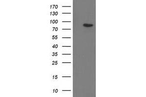 Western Blotting (WB) image for anti-Gephyrin (GPHN) antibody (ABIN1498425) (Gephyrin antibody)
