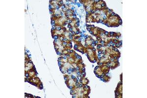 Immunohistochemistry of paraffin-embedded Rat pancreas using IER5 Rabbit pAb (ABIN7267843) at dilution of 1:100 (40x lens).