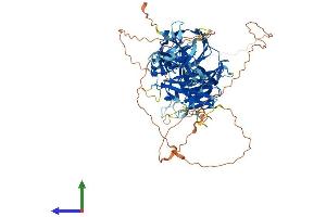 AlphaFold protein structure predicition of Human Recombinant HCFC2 Protein, UniprotID Q9Y5Z7