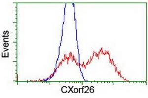 Flow Cytometry (FACS) image for anti-Chromosome X Open Reading Frame 26 (CXorf26) antibody (ABIN1497690) (CXorf26 antibody)