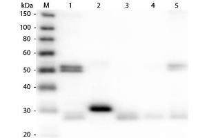 Western Blot of Anti-Rat IgG (H&L) (DONKEY) Antibody (Min X Bv Ch Gt GP Ham Hs Hu Ms Rb & Sh Serum Proteins) . (Donkey anti-Rat IgG (Heavy & Light Chain) Antibody (FITC) - Preadsorbed)