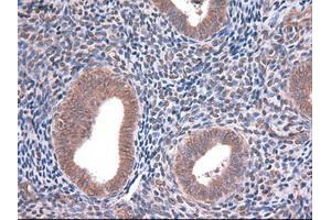 Immunohistochemical staining of paraffin-embedded kidney using anti-EpCAM (ABIN2452541) mouse monoclonal antibody. (EpCAM antibody  (AA 24-265))