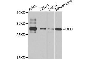 Western blot analysis of extracts of various cell lines, using CFD antibody (ABIN5974492) at 1/1000 dilution. (Adipsin antibody)