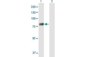 Western Blot analysis of SSX2IP expression in transfected 293T cell line by SSX2IP MaxPab polyclonal antibody. (SSX2IP antibody  (AA 1-614))