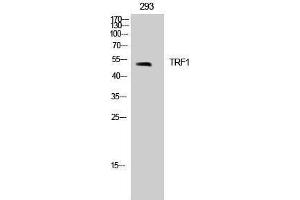 Western Blotting (WB) image for anti-Telomeric Repeat Binding Factor (NIMA-Interacting) 1 (TERF1) (Tyr151) antibody (ABIN3180372) (TRF1 antibody  (Tyr151))