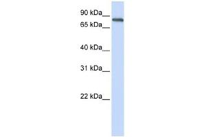ACP6 antibody used at 1 ug/ml to detect target protein.
