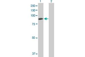 Western Blot analysis of RDX expression in transfected 293T cell line by RDX MaxPab polyclonal antibody. (Radixin antibody  (AA 1-583))