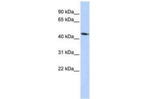 Image no. 1 for anti-Potassium Inwardly-Rectifying Channel, Subfamily J, Member 1 (KCNJ1) (AA 216-265) antibody (ABIN6740423)