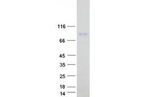 Western Blotting (WB) image for Checkpoint with Forkhead and Ring Finger Domains (CHFR) (Transcript Variant 1) protein (Myc-DYKDDDDK Tag) (ABIN2713969)