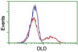 HEK293T cells transfected with either RC200639 overexpress plasmid (Red) or empty vector control plasmid (Blue) were immunostained by anti-DLD antibody (ABIN2454922), and then analyzed by flow cytometry. (DLD antibody)