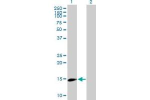 Western Blot analysis of UBE2L6 expression in transfected 293T cell line by UBE2L6 MaxPab polyclonal antibody. (UBE2L6 antibody  (AA 1-153))
