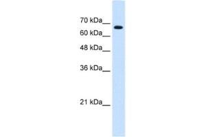Western Blotting (WB) image for anti-Zinc Finger Protein 564 (ZNF564) antibody (ABIN2461974) (ZNF564 antibody)