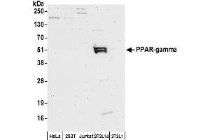Western Blotting (WB) image for anti-Peroxisome Proliferator-Activated Receptor gamma (PPARG) (AA 50-100) antibody (ABIN7449902) (PPARG antibody  (AA 50-100))