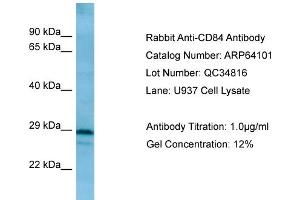 WB Suggested Anti-CD84 AntibodyTitration: 1. (CD84 antibody  (C-Term))