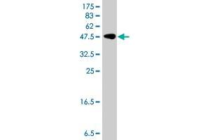 Western Blot detection against Immunogen (48 KDa) . (SSSCA1 antibody  (AA 1-199))