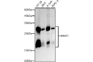 Western blot analysis of extracts of various cell lines, using MMP7 antibody (ABIN7268425 ) at 1:1000 dilution. (MMP7 antibody)