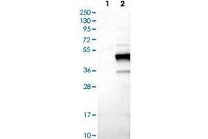 Western Blot analysis of Lane 1: negative control (vector only transfected HEK293T cell lysate) and Lane 2: over-expression lysate (co-expressed with a C-terminal myc-DDK tag in mammalian HEK293T cells) with TNNT2 polyclonal antibody . (Cardiac Troponin T2 antibody)