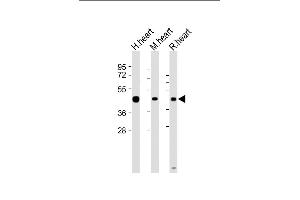 All lanes : Anti-LECT1 Antibody (N-term) at 1:2000 dilution Lane 1: Human heart lysate Lane 2: Mouse heart lysate Lane 3: Rat heart lysate Lysates/proteins at 20 μg per lane. (LECT1 antibody  (N-Term))