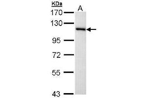 WB Image Sample (30 ug of whole cell lysate) A: Hep G2 , 7. (MCM3 antibody)