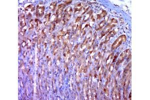 Paraformaldehyde-fixed, paraffin embedded rat stomach; Antigen retrieval by boiling in sodium citrate buffer (pH6. (Lipin 1 antibody  (AA 501-600))