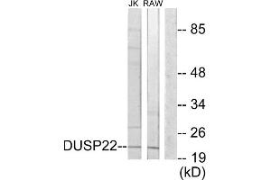 Western blot analysis of extracts from Jurkat cells and RAW264. (DUSP22 antibody  (Internal Region))